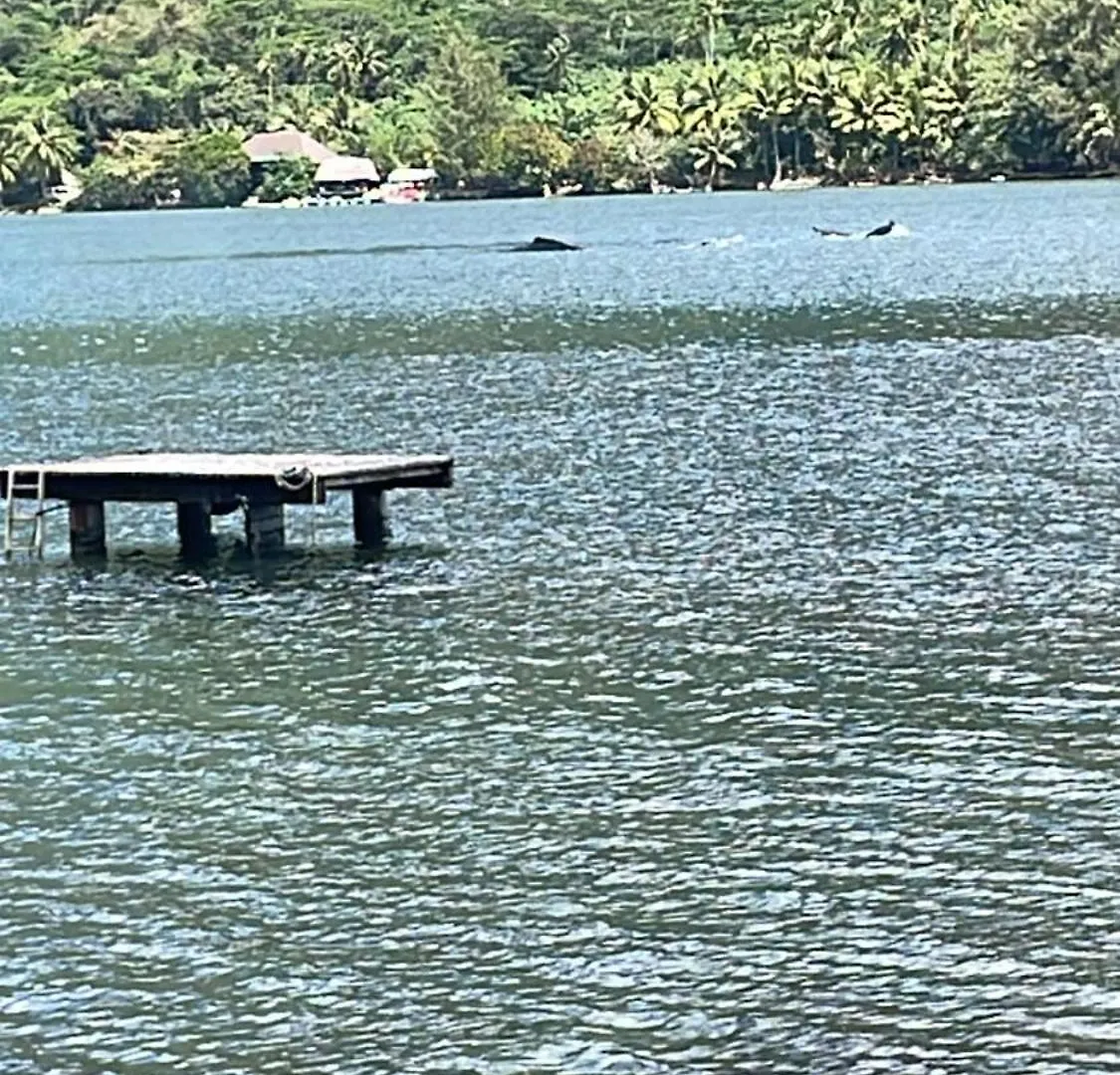 Fare Honu Villa Moorea Alpesi faház